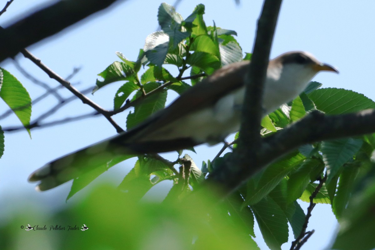 Yellow-billed Cuckoo - Terrence Fader