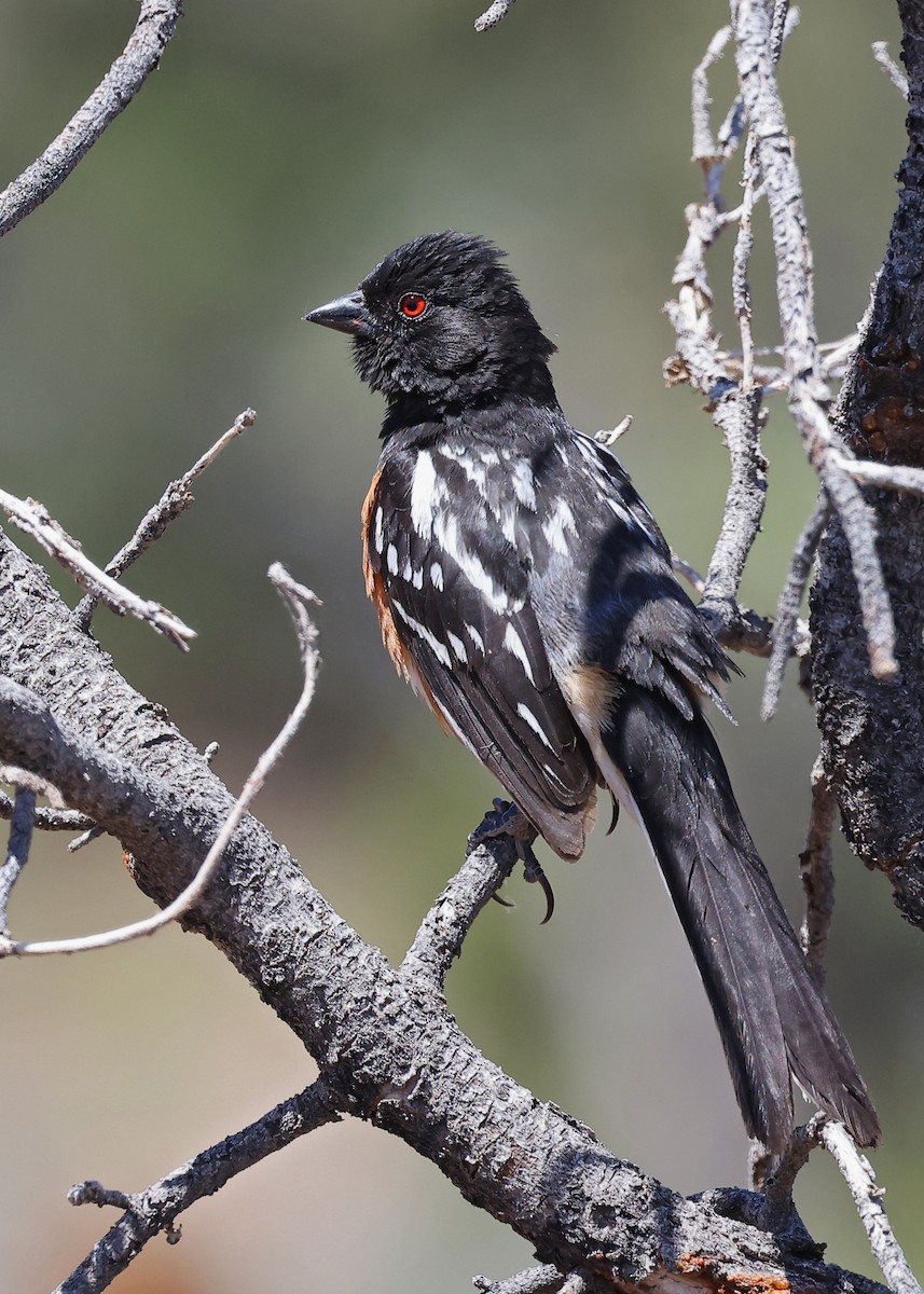 Spotted Towhee - Tony Hewitt