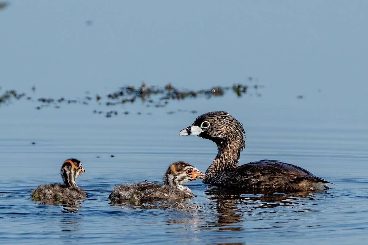 Pied-billed Grebe - Gerard Keefe