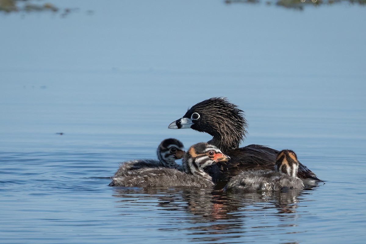 Pied-billed Grebe - Gerard Keefe