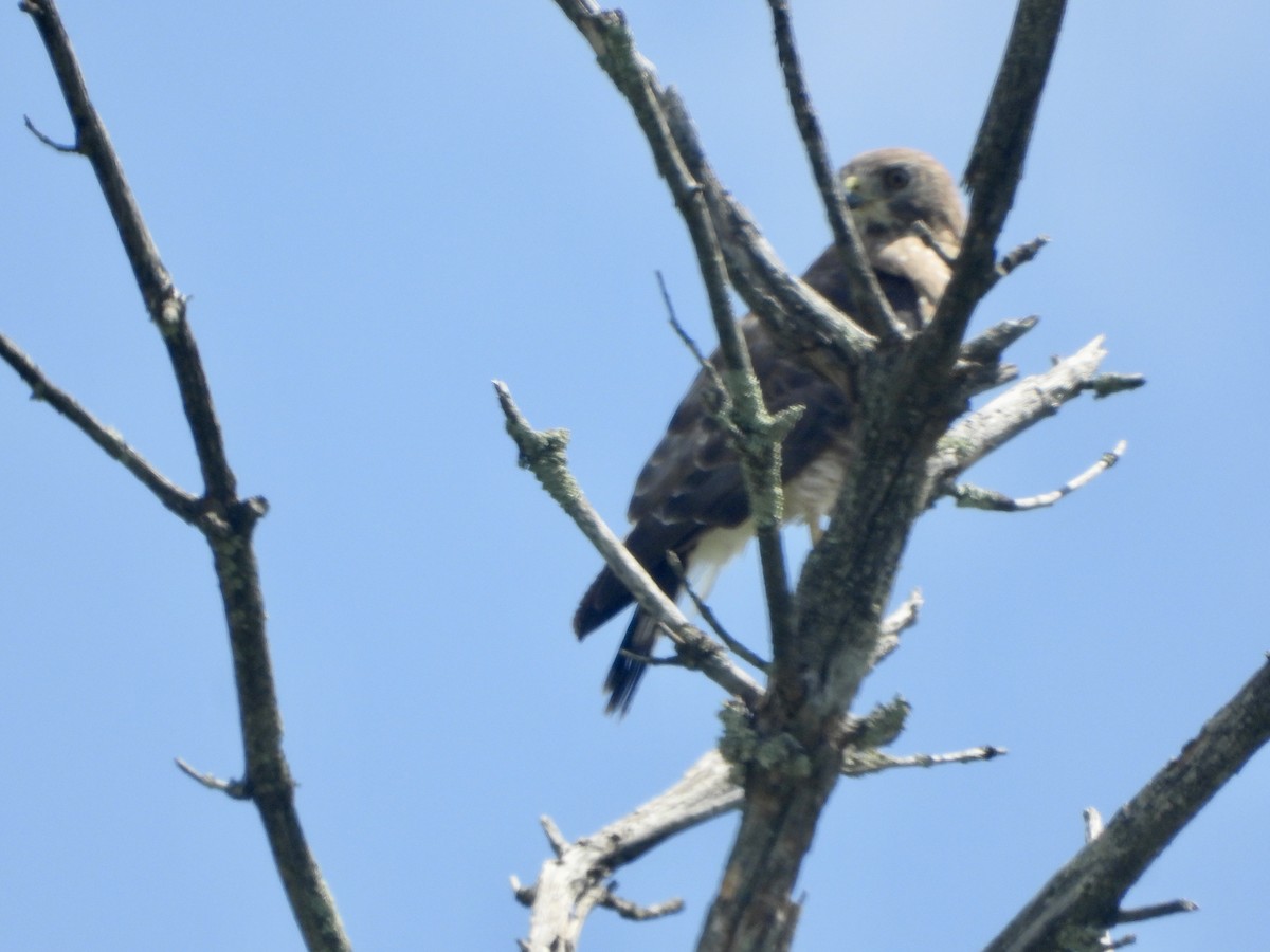 Broad-winged Hawk - ML591763431