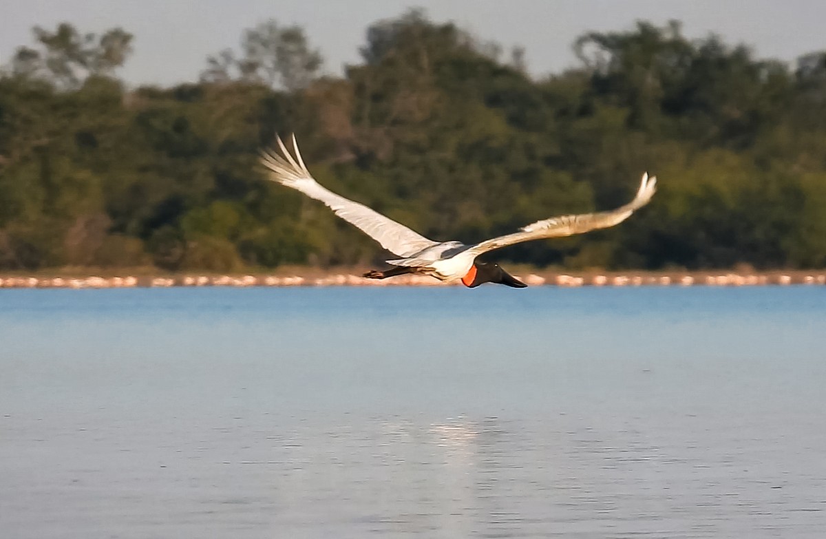 Jabiru - ML591763461