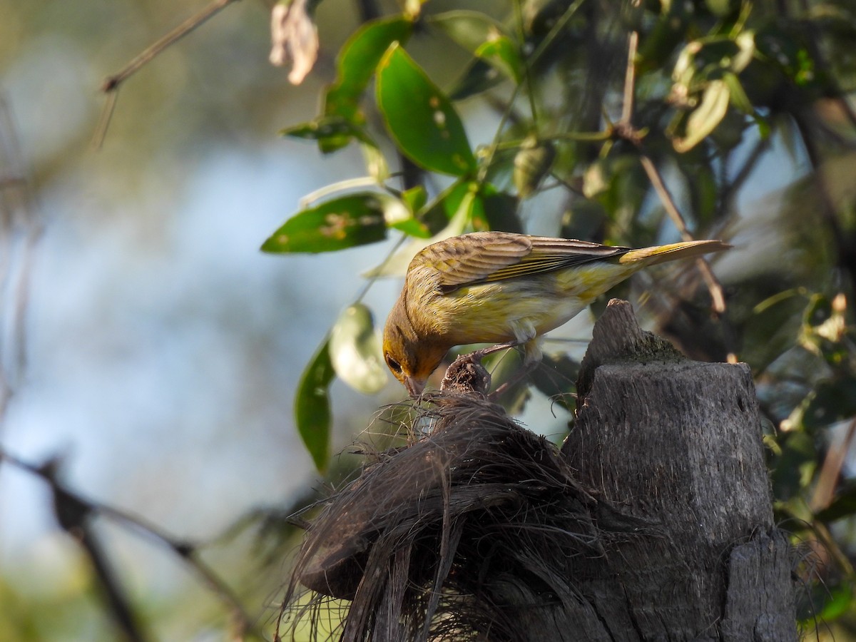 Grassland Yellow-Finch - Selene Davey