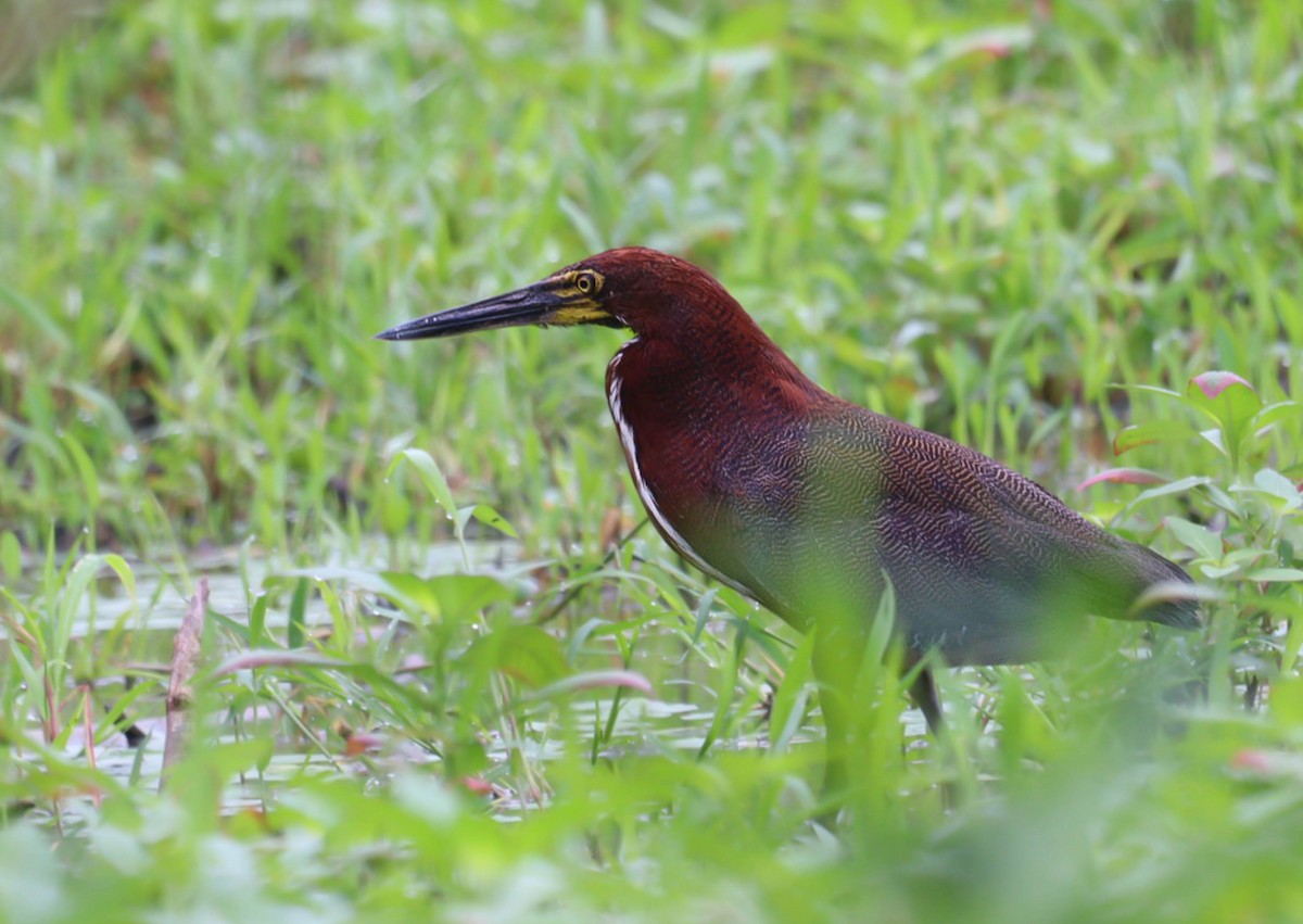 Rufescent Tiger-Heron - ML591763751