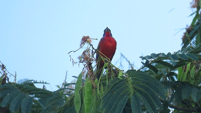 Passerin nonpareil - ML591763761