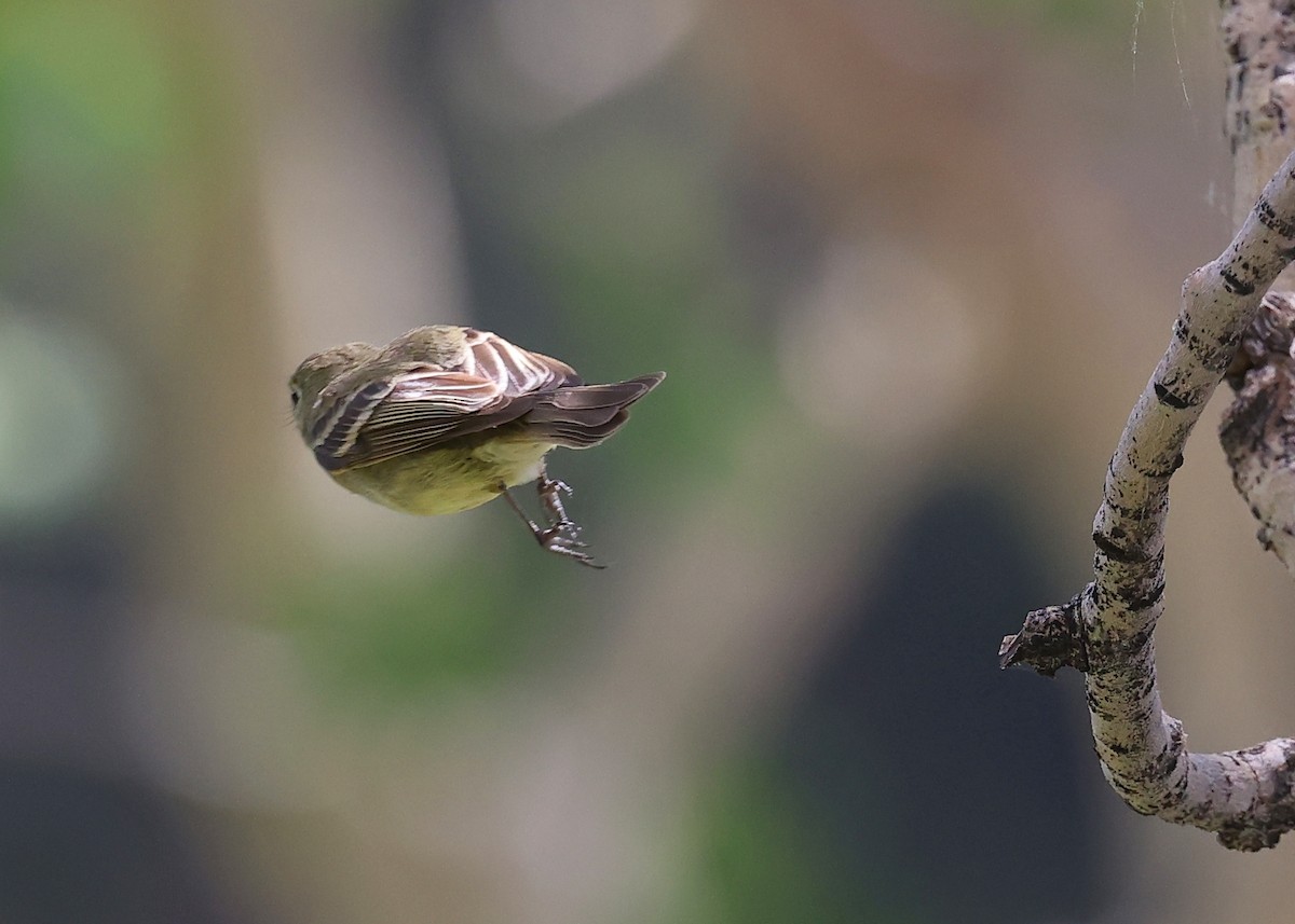 Western Flycatcher (Cordilleran) - ML591764371