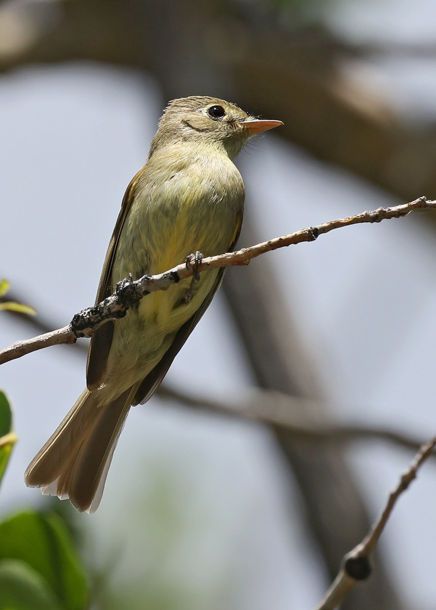 Western Flycatcher (Cordilleran) - ML591764381