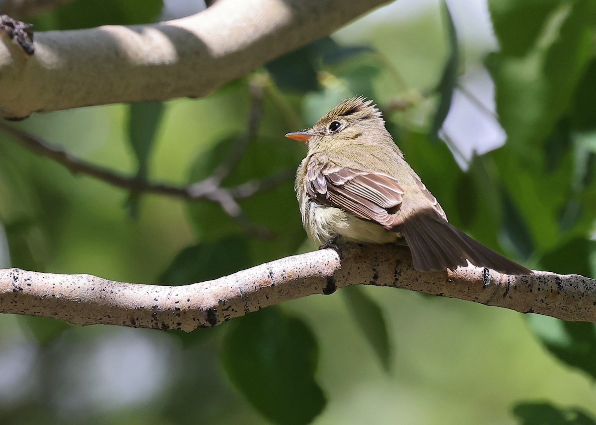 Western Flycatcher (Cordilleran) - ML591764391
