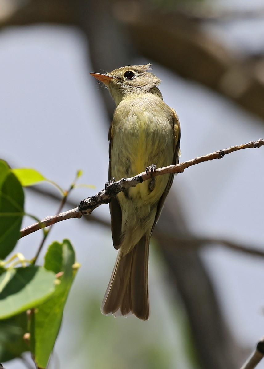 Western Flycatcher (Cordilleran) - ML591764401