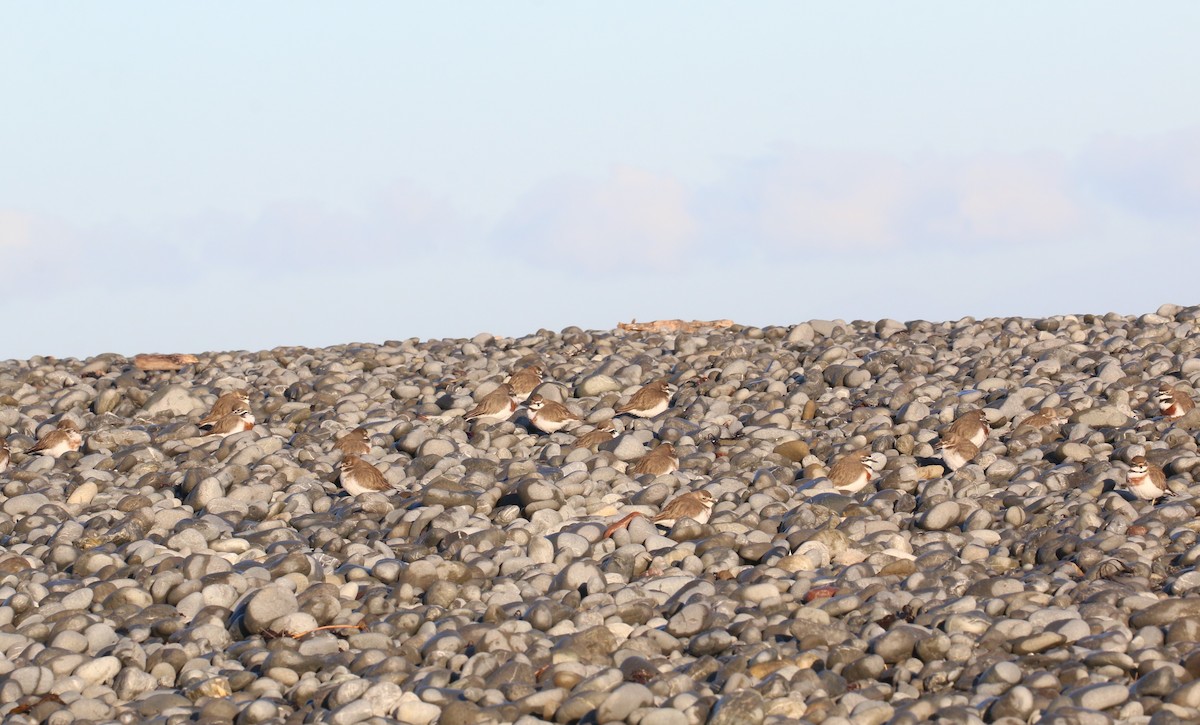 Double-banded Plover - Geoff de Lisle