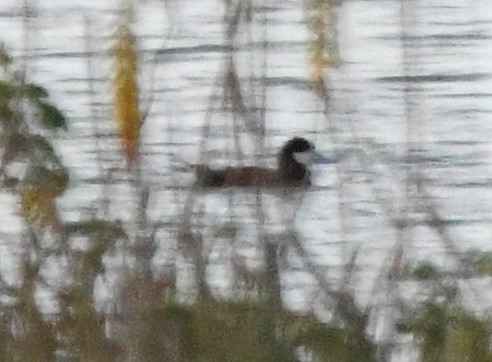 Ruddy Duck - ML591764891