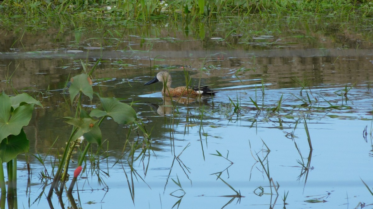 Red Shoveler - Mica Pasut