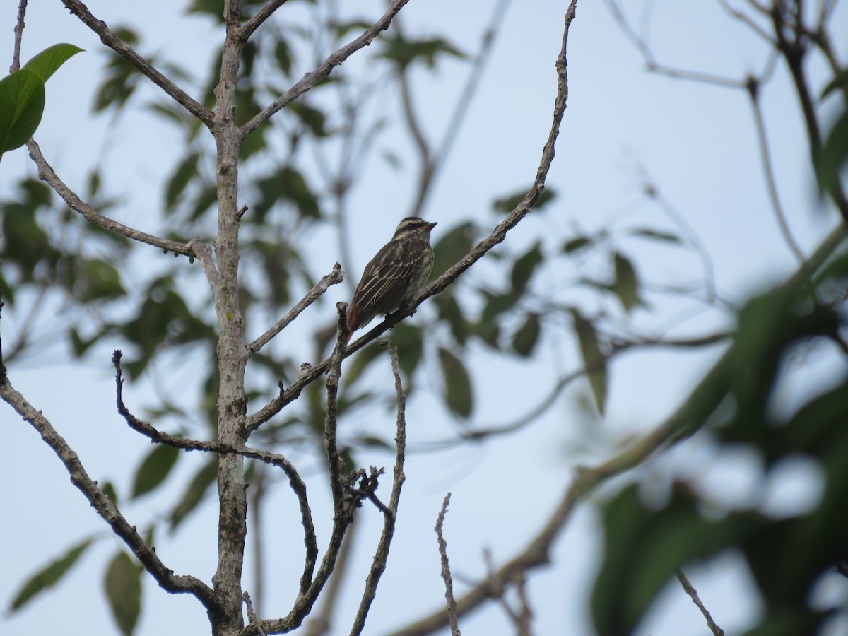 Variegated Flycatcher - ML591766231