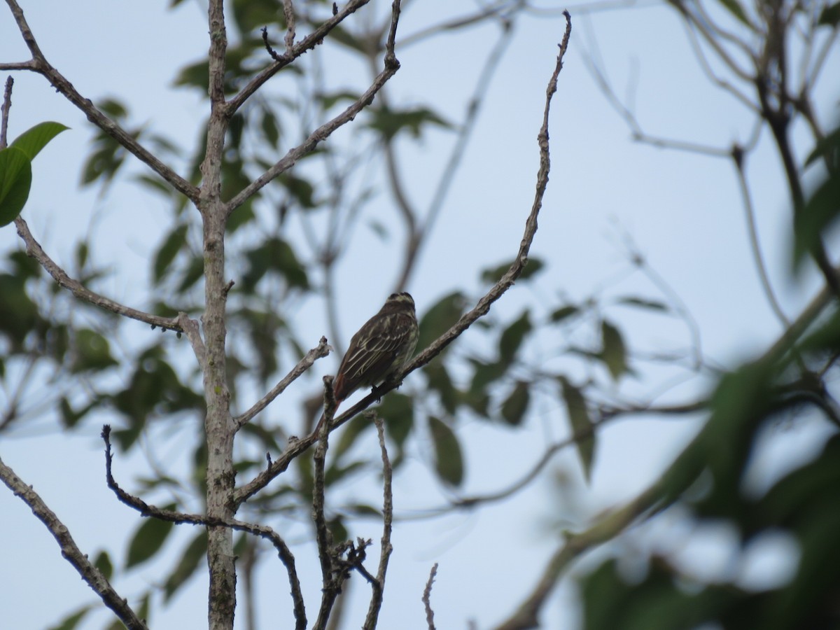 Variegated Flycatcher - ML591766241