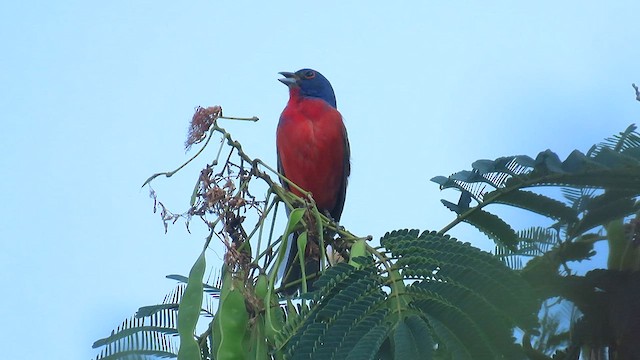 Painted Bunting - ML591766441