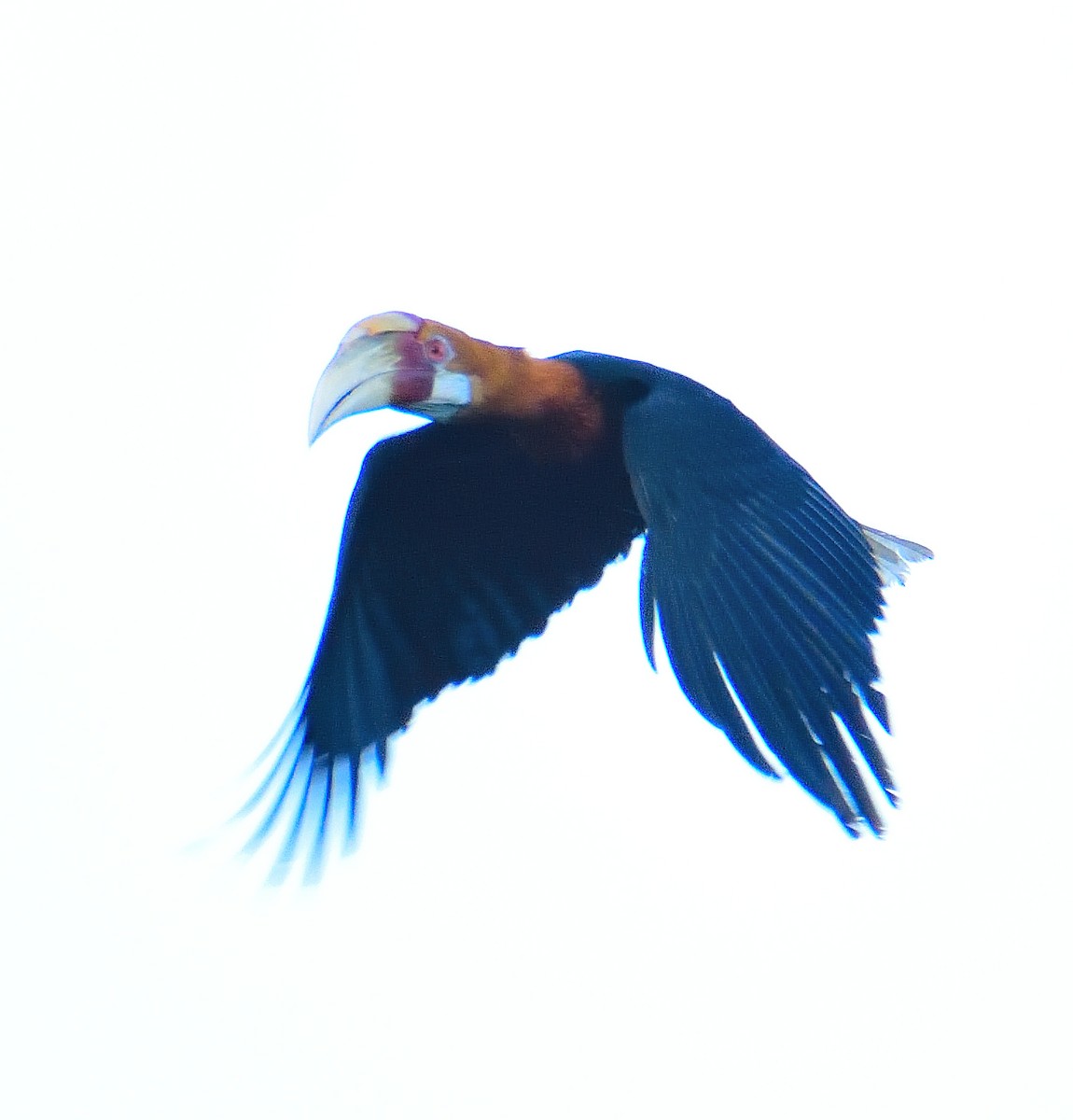 Papuahornvogel - ML591766461