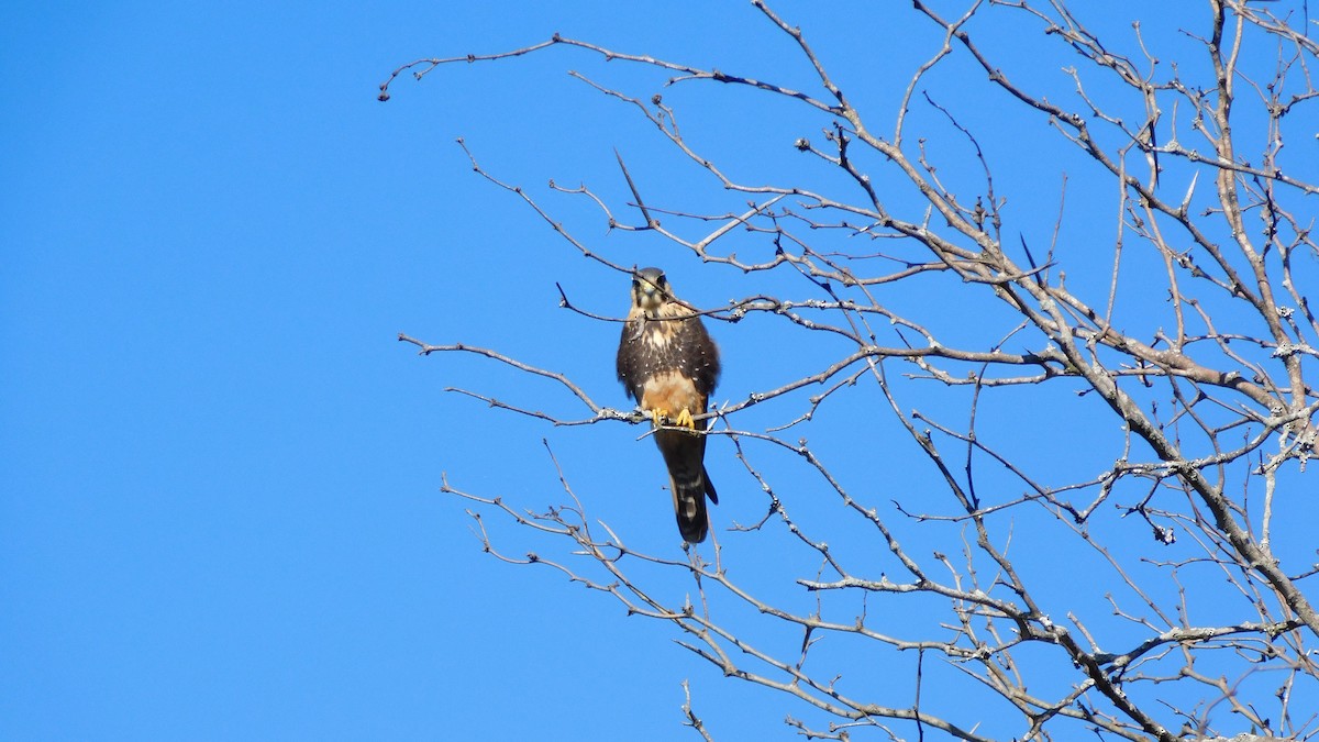 Aplomado Falcon - ML591767071