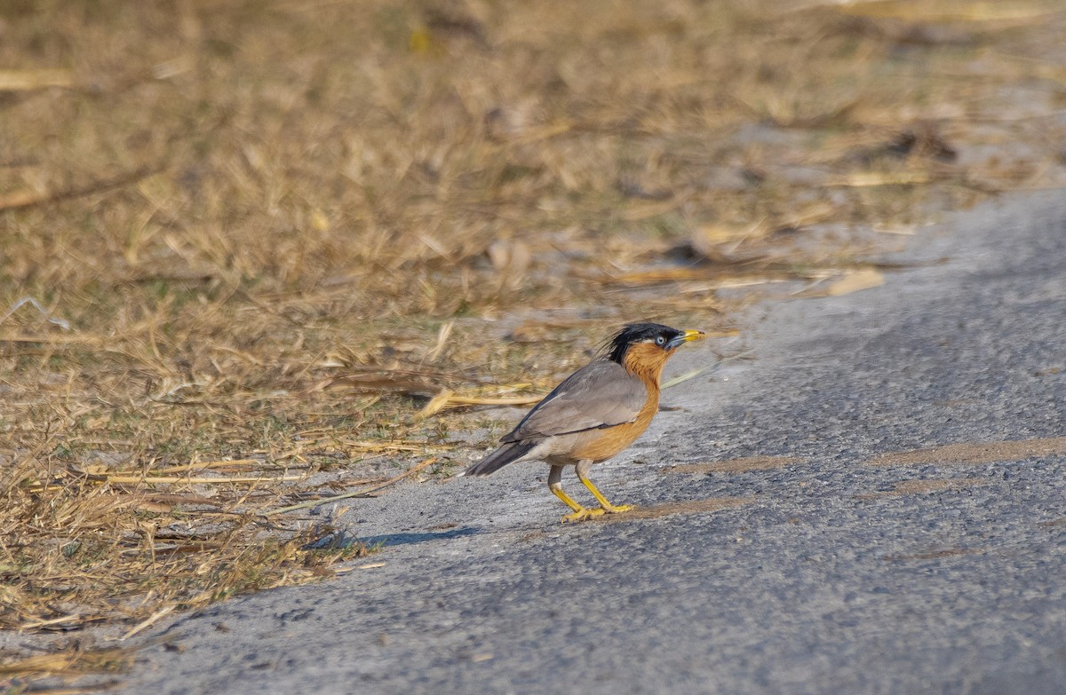 Brahminy Starling - Anuj Ghimire