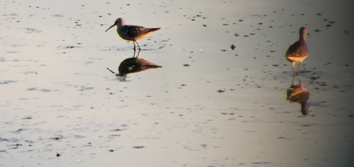 Stilt Sandpiper - ML591767611