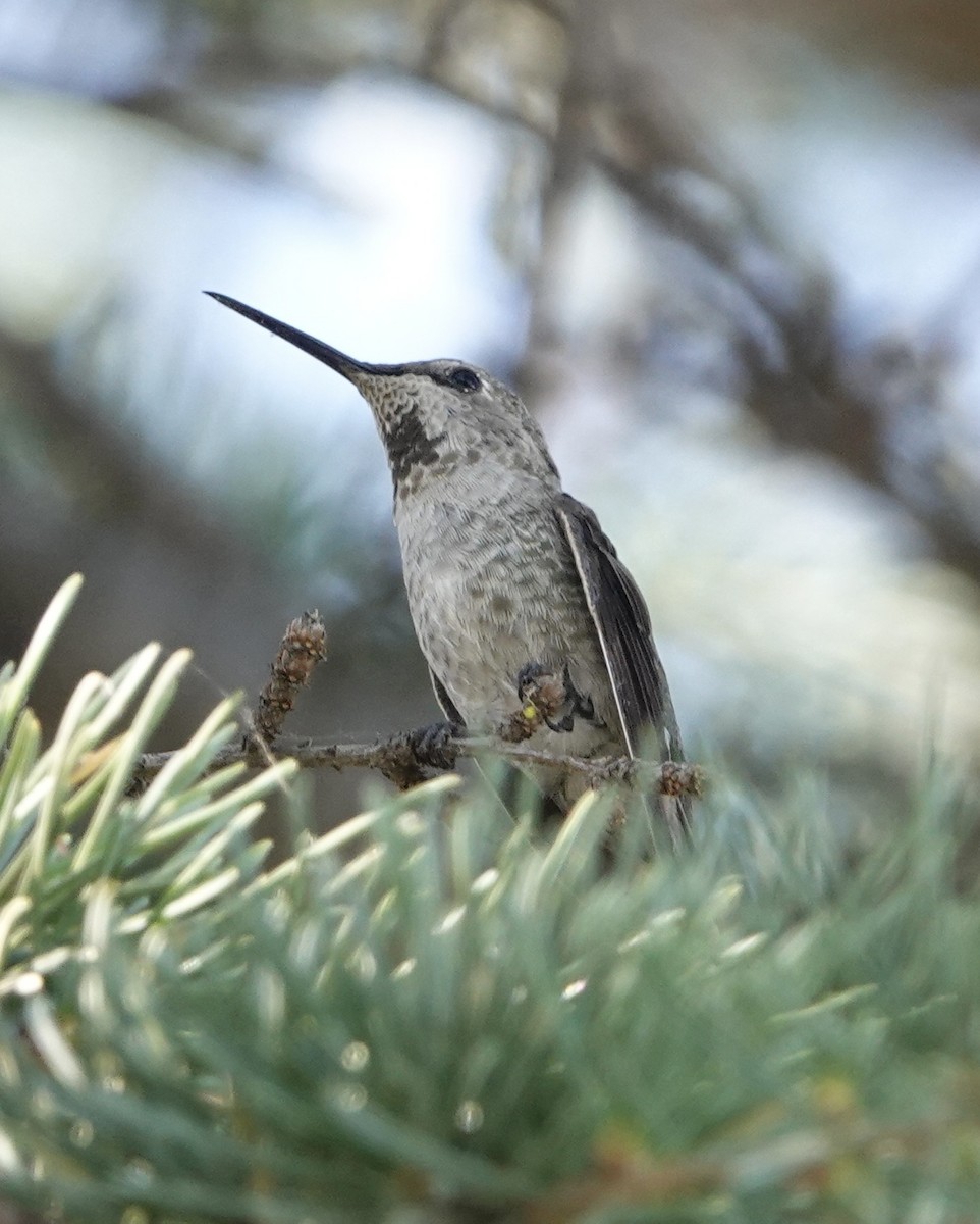 Anna's Hummingbird - B P