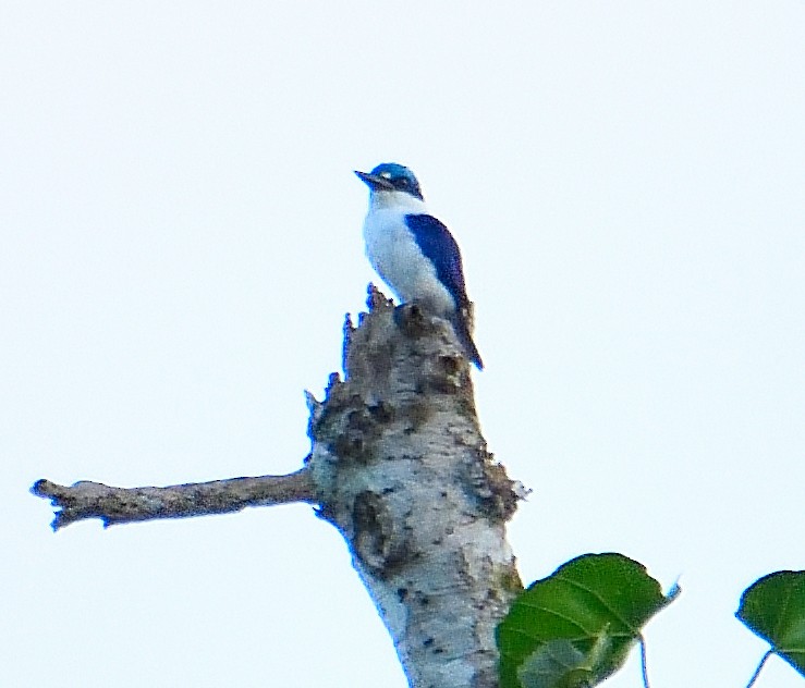 Martin-chasseur à dos blanc - ML591768101