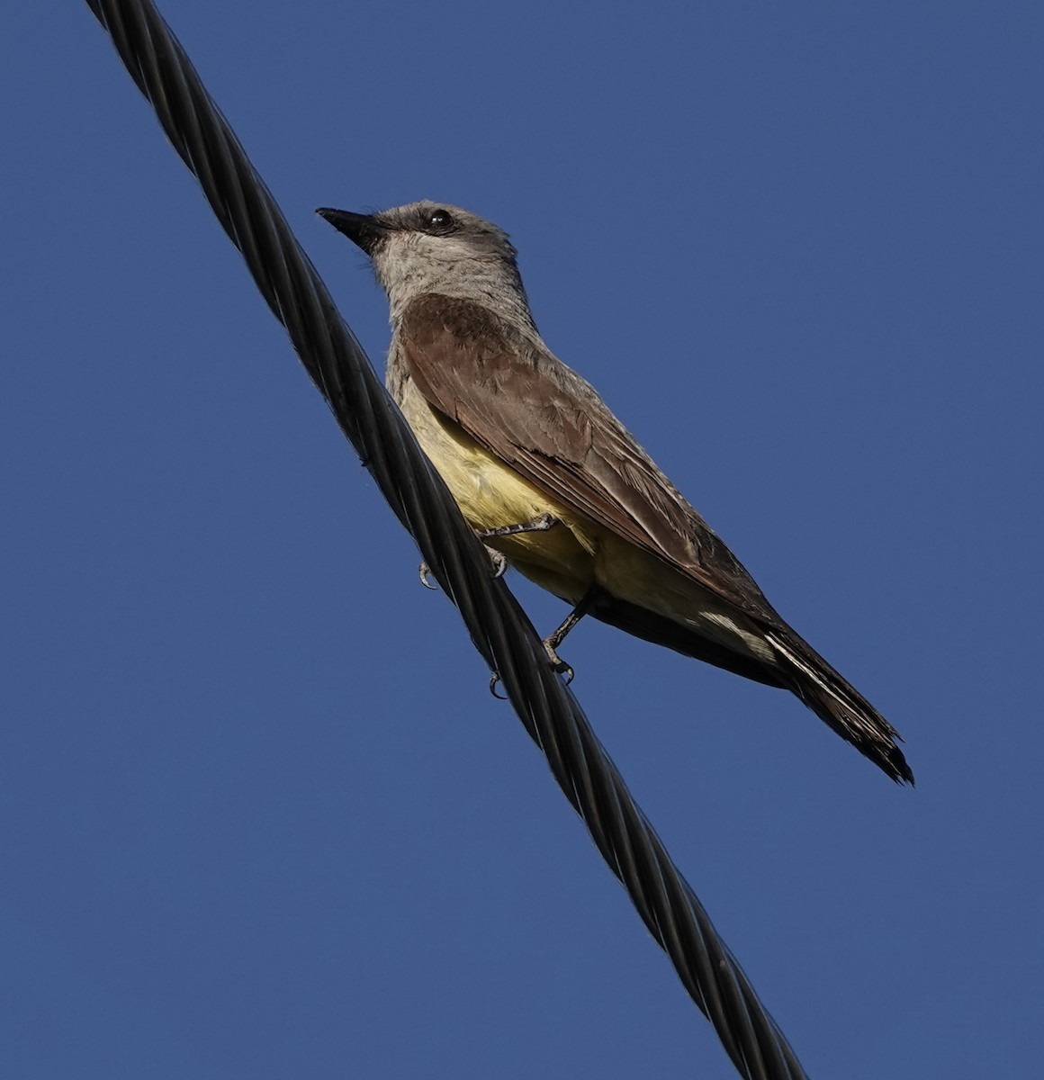 Western Kingbird - ML591768361