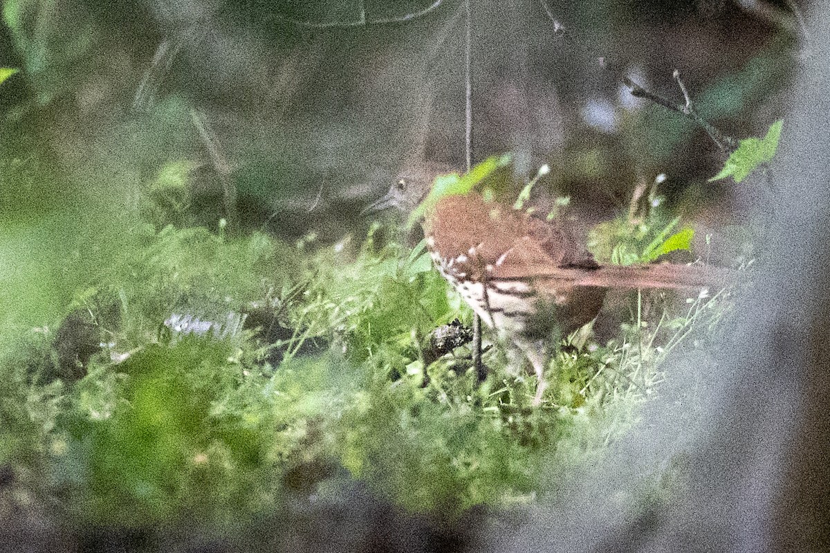 Brown Thrasher - ML591768691