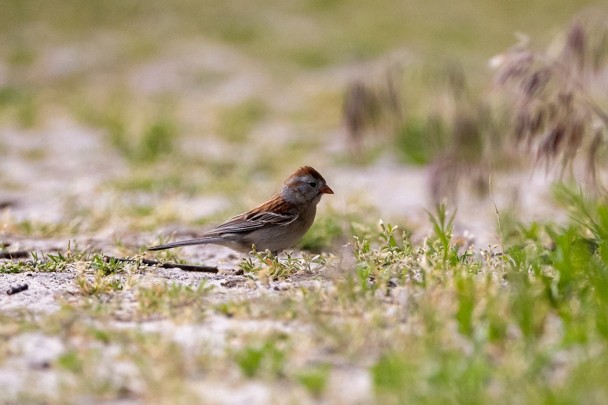 Field Sparrow - ML591768721