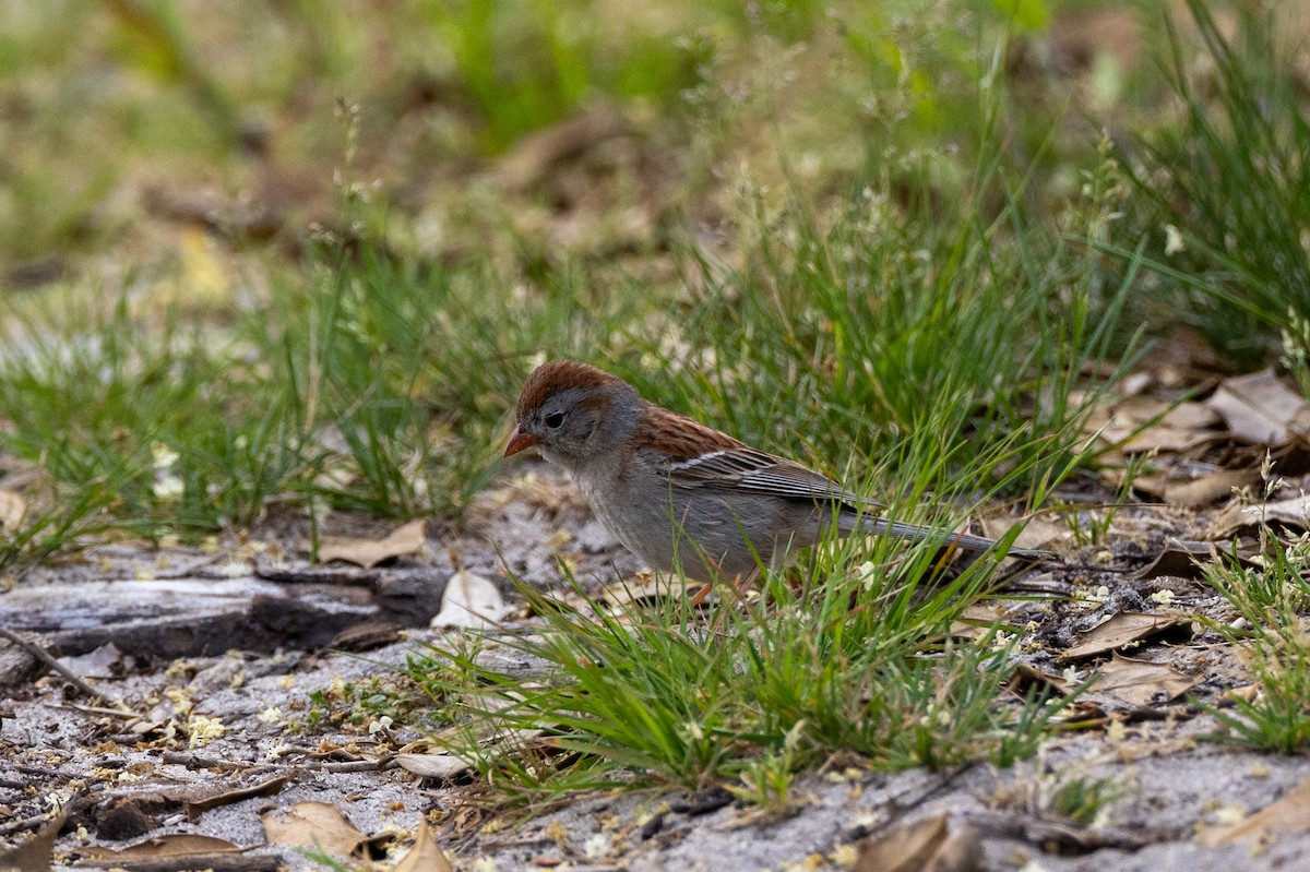 Field Sparrow - ML591768851