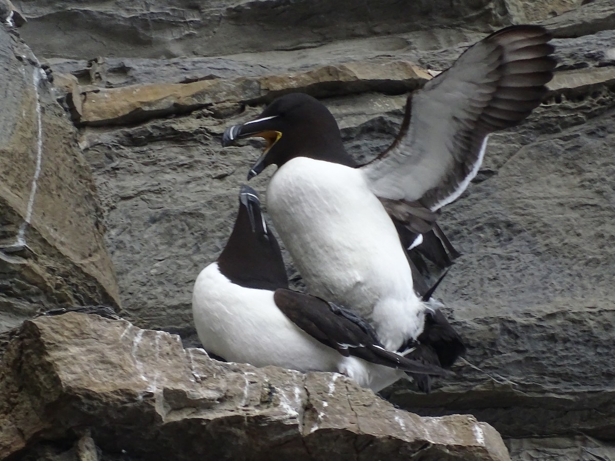 Razorbill - Yana Levchinsky