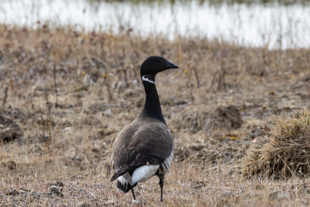 Branta musubeltza - ML591772561