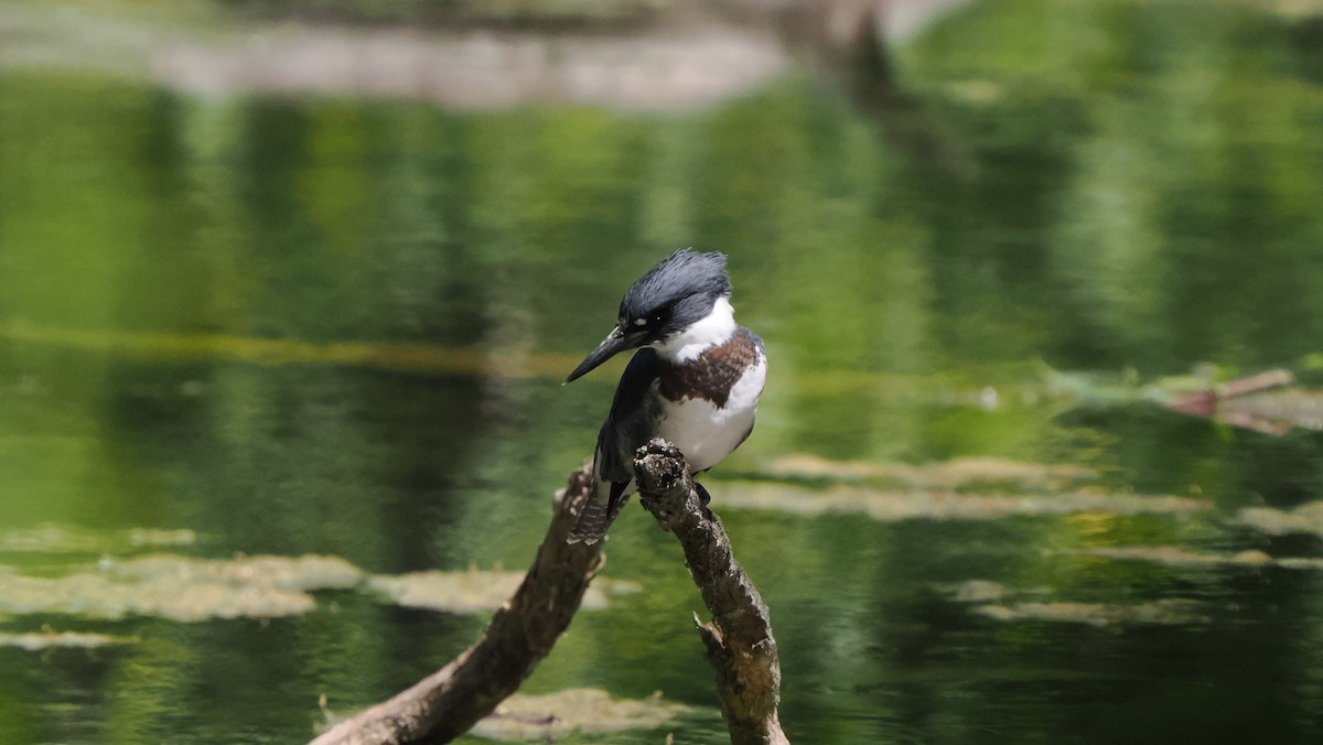 Belted Kingfisher - ML591772861