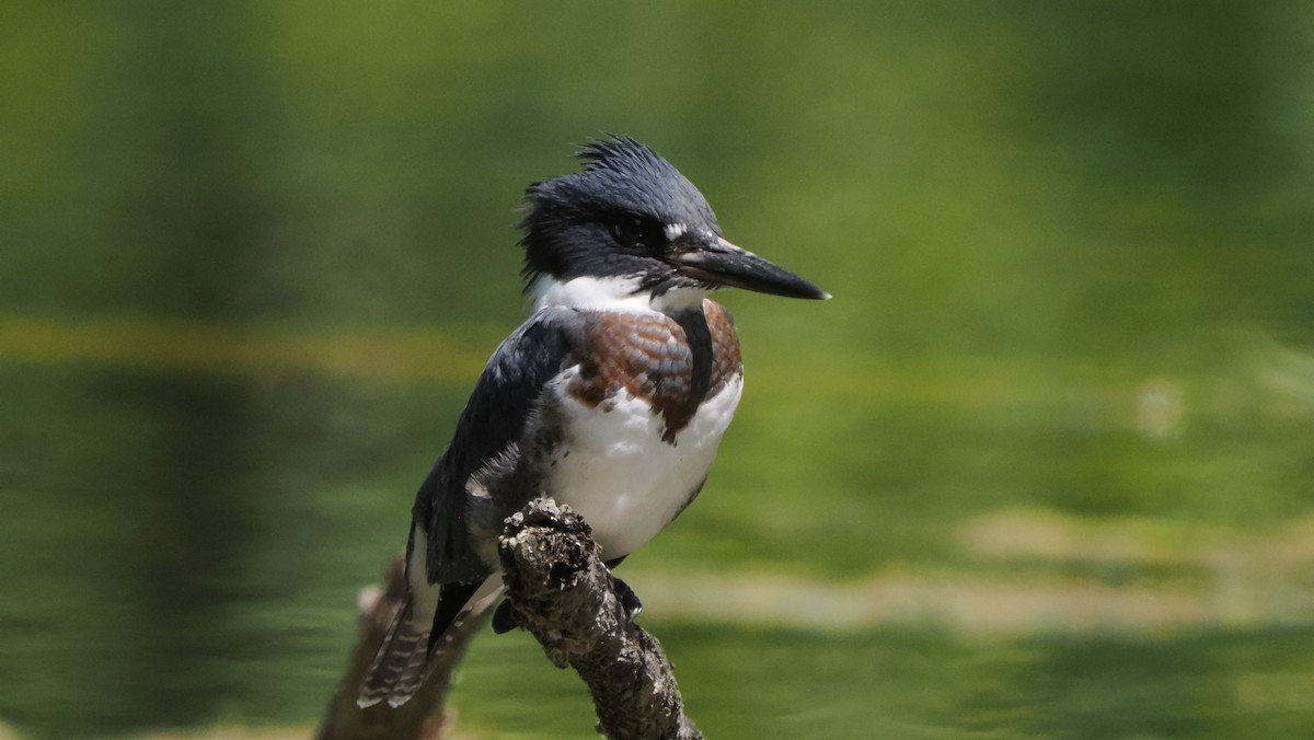 Belted Kingfisher - ML591772911
