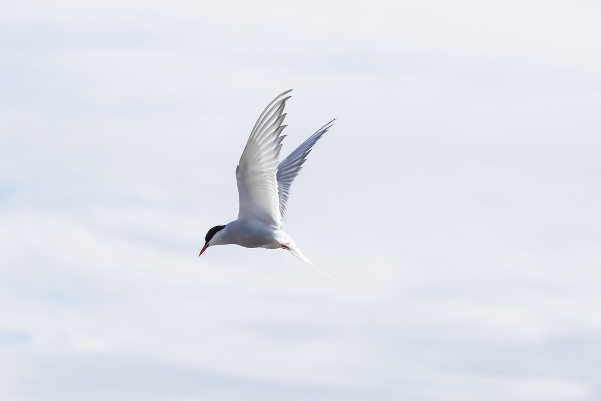 Arctic Tern - Brian  Faulkner