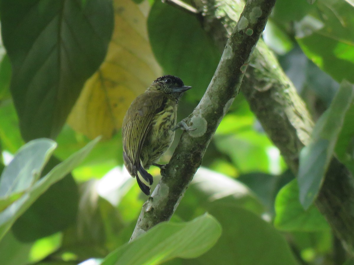 Olivaceous Piculet - Beniamino Tuliozi