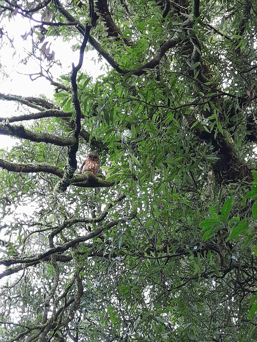 Morepork - ML591773741