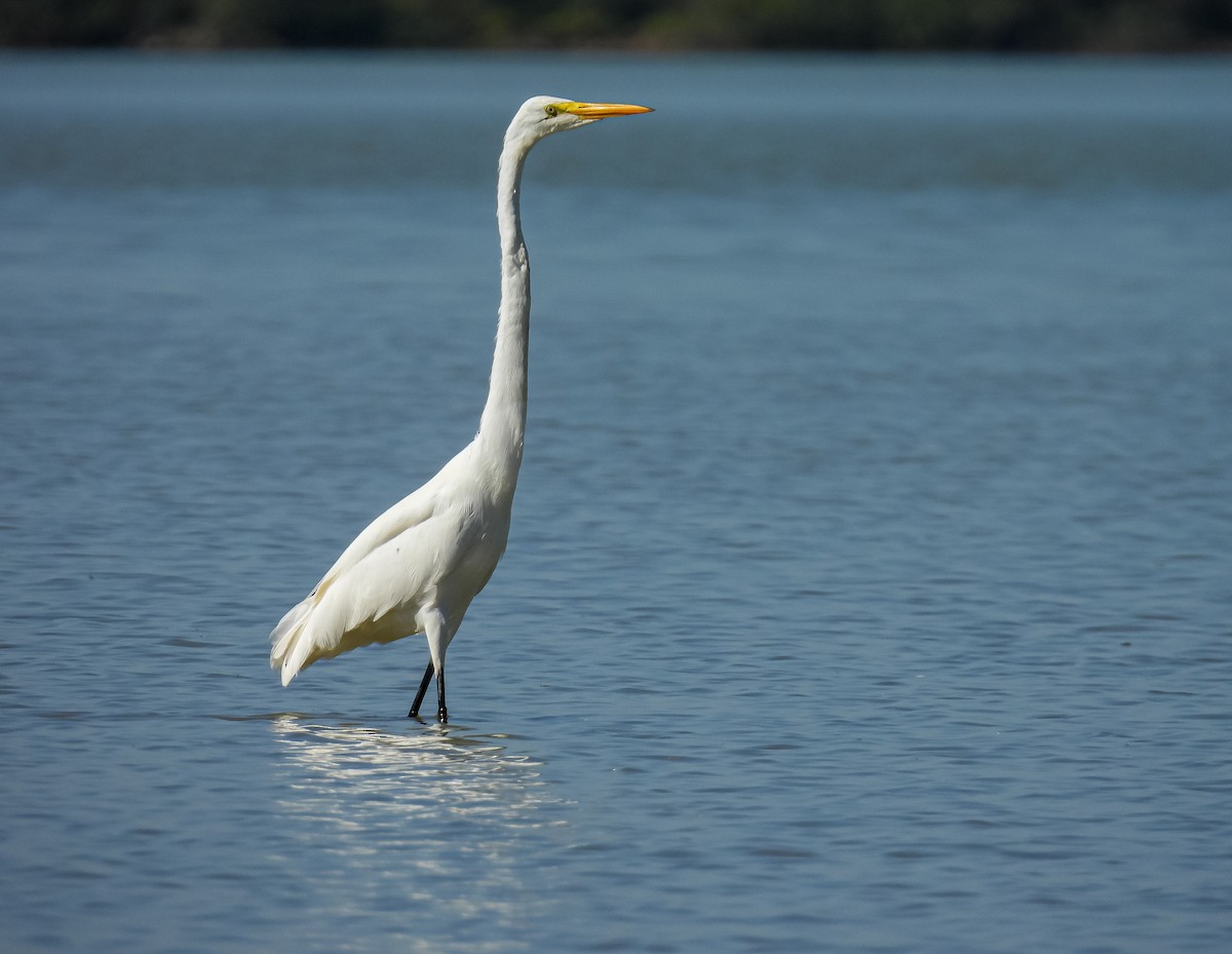 Great Egret - ML591775661