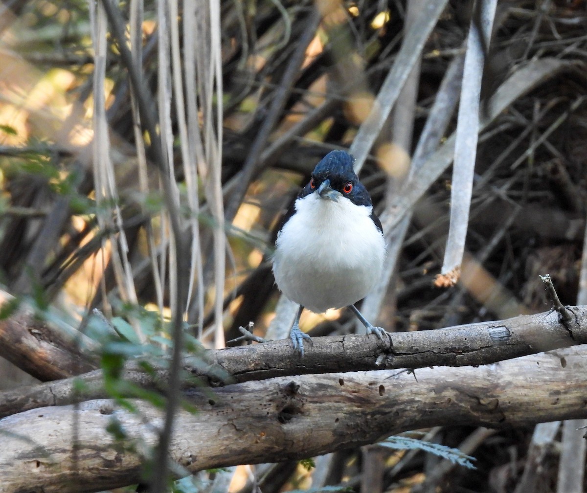 Great Antshrike - Selene Davey