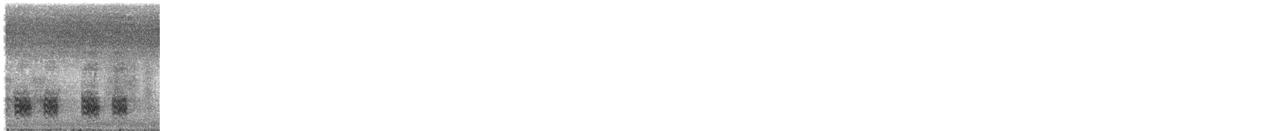 Kashmir Nutcracker - ML591776161