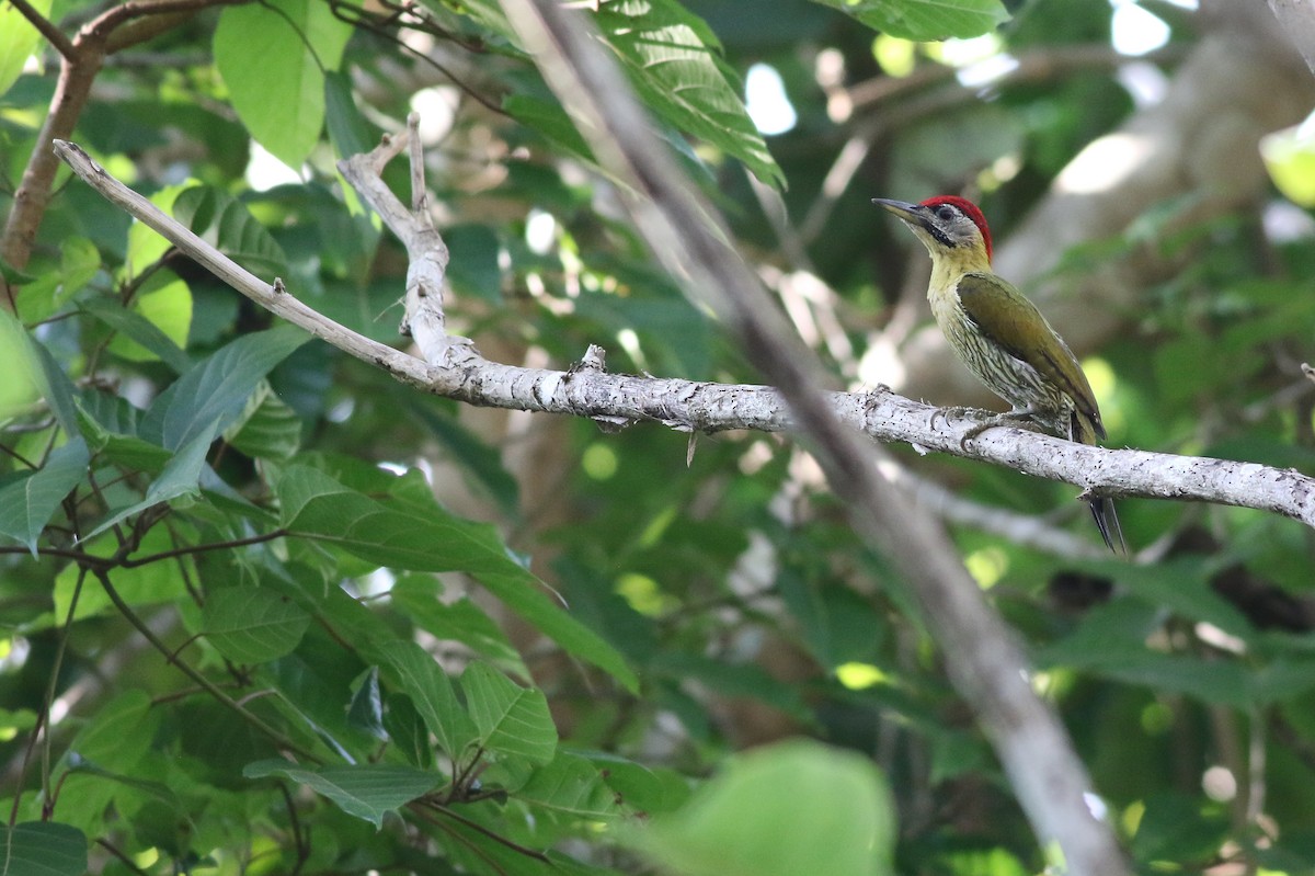 Laced Woodpecker - Cameron Rutt