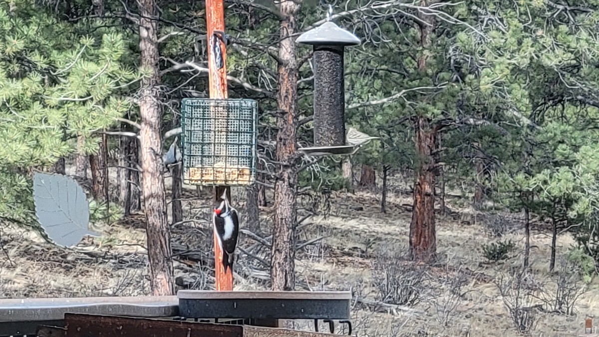 Hairy Woodpecker - ML591776321