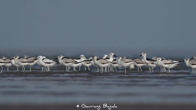 Crab-Plover - ML591776651