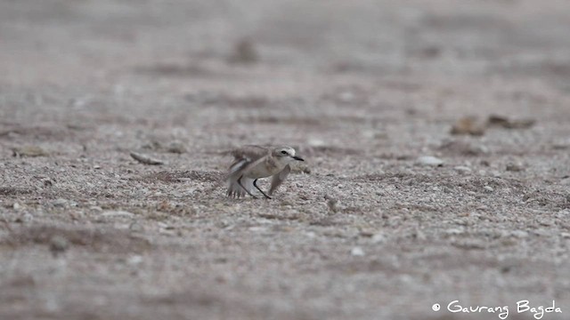 Kentish Plover - ML591777161