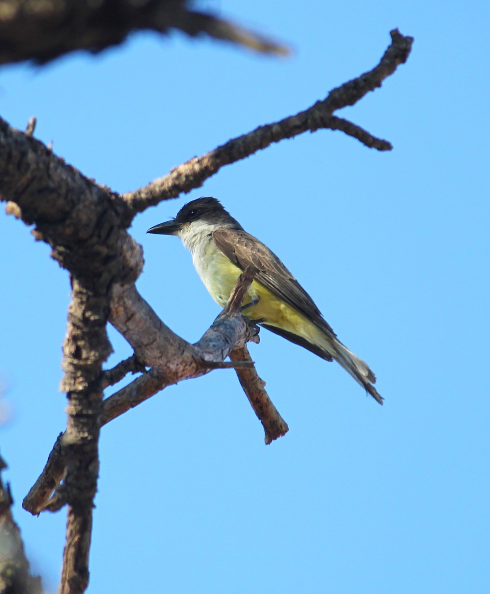 Thick-billed Kingbird - ML591777501