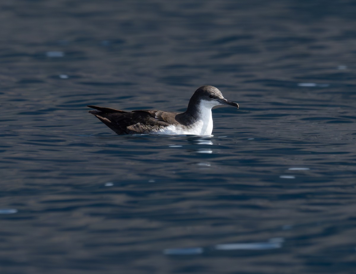 Puffin des Galapagos - ML591777751