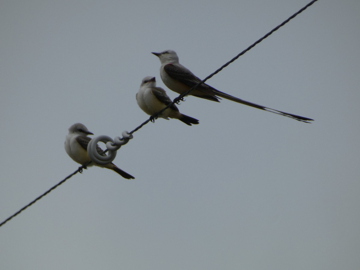 Scissor-tailed Flycatcher - ML591778321