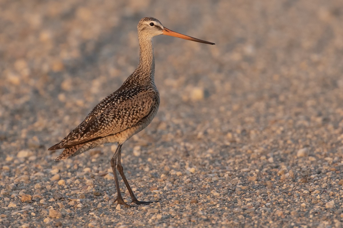 Marbled Godwit - Michael Todd