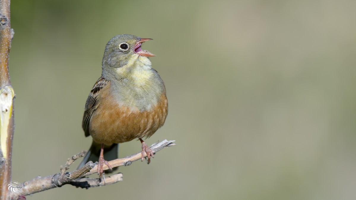 Ortolan Bunting - Ferit Başbuğ