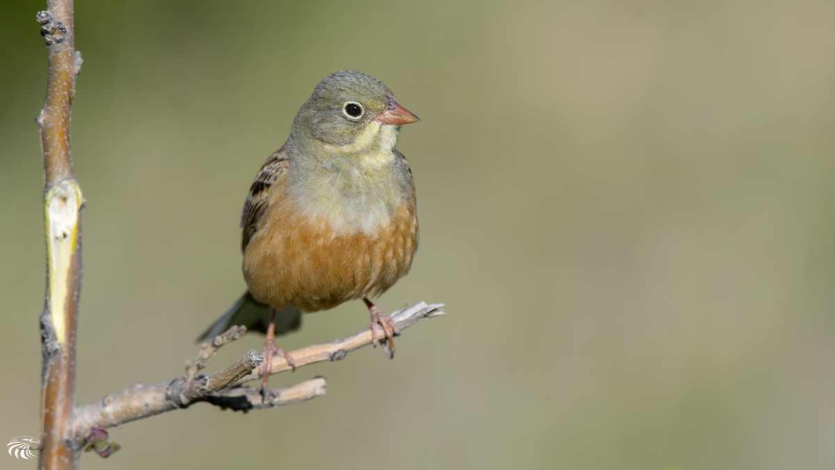 Ortolan Bunting - ML59178001