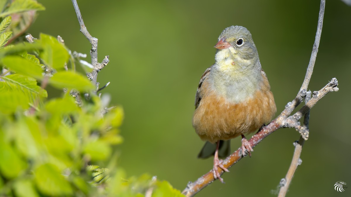 Ortolan Bunting - ML59178011